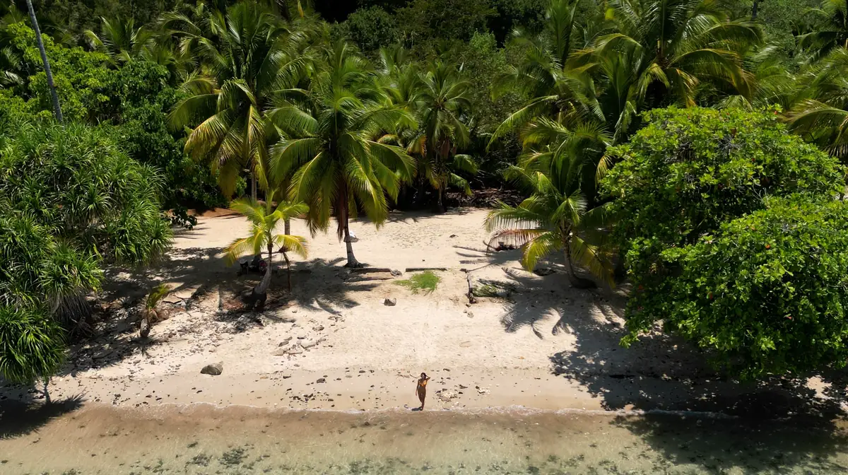 Aerial view of a palm-lined white-sand beach and clear water in Coiba National Park, Panama