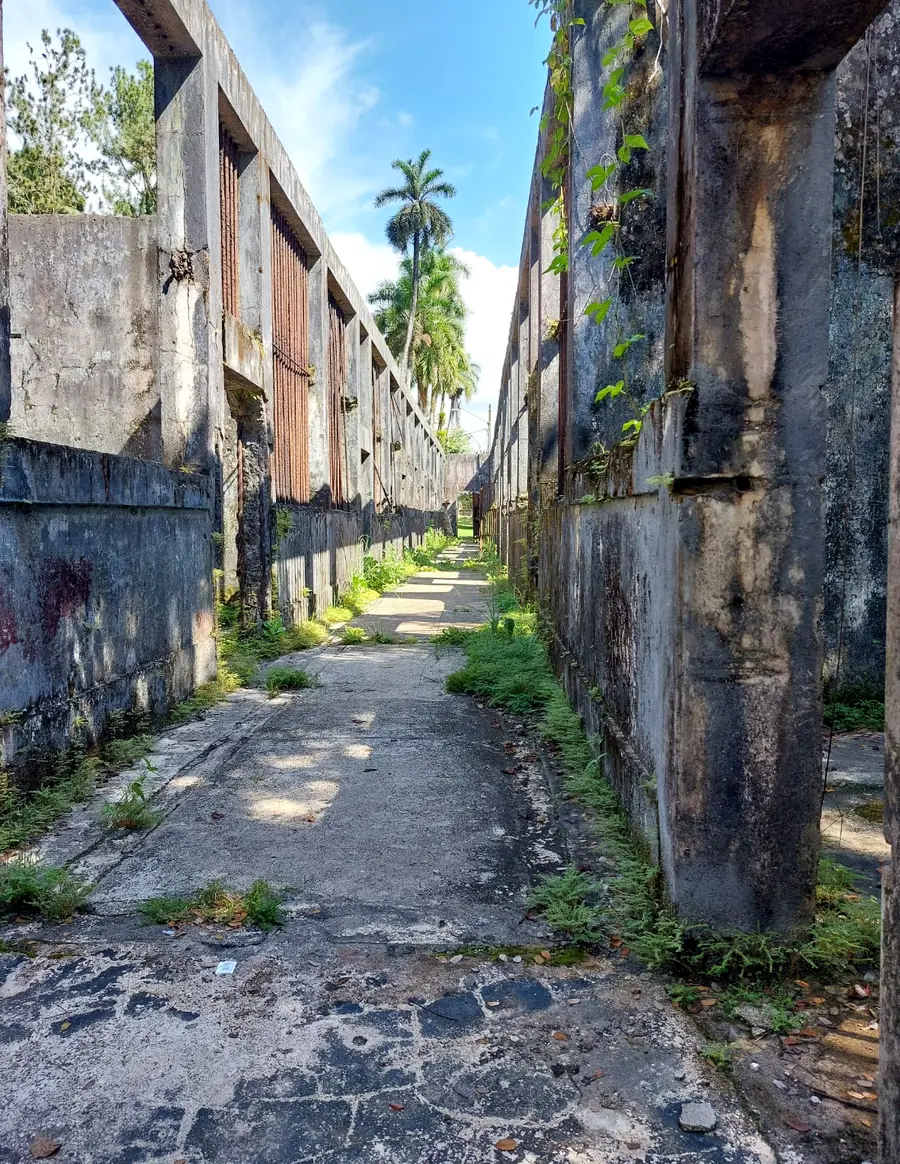 A grassy corridor between the crumbling walls of the old prison on Coiba