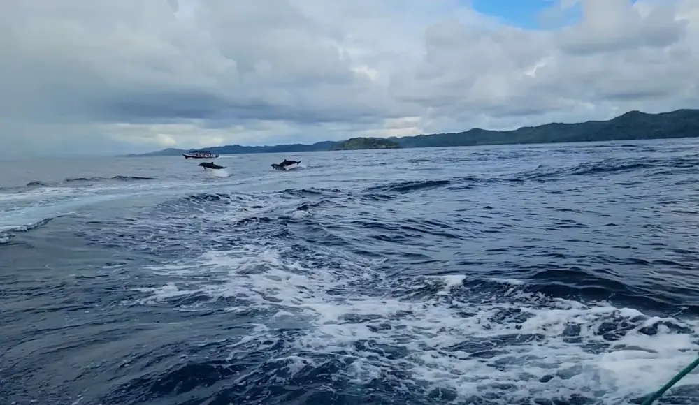 Two dolphins jumping beside the boat's wake on the way to Coiba