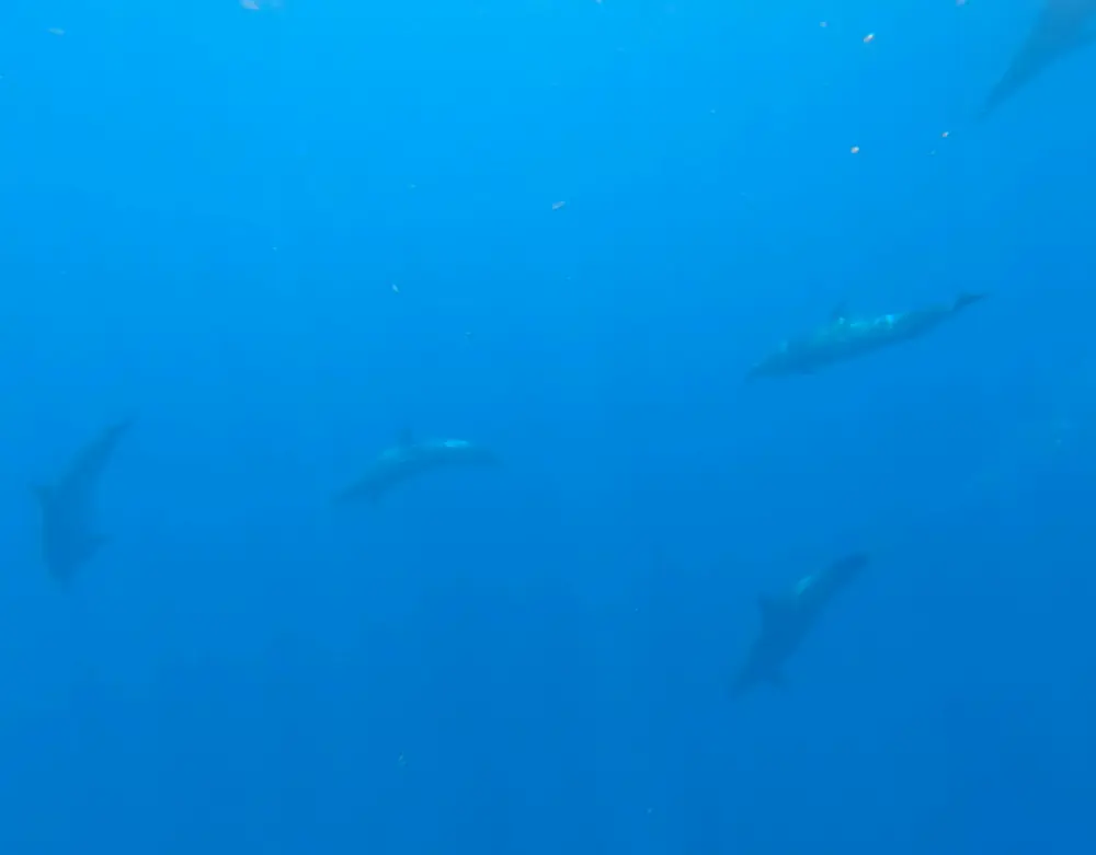 Dolphins swimming in deep blue water near Coiba