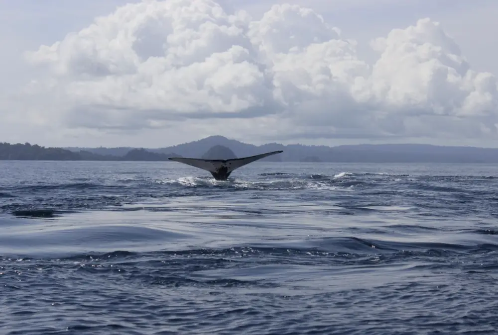 The tail of a humpback whale above the sea in Panama