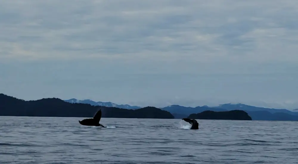 Two humpback whales surfacing in the Gulf of Chiriquí, Panama