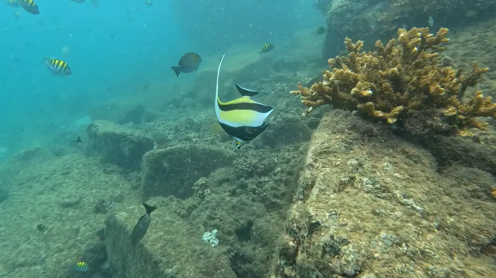 A black, white and yellow Moorish idol fish next to coral in Coiba