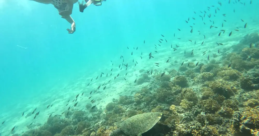 A school of fish and a sea turtle above a reef in Coiba National Park