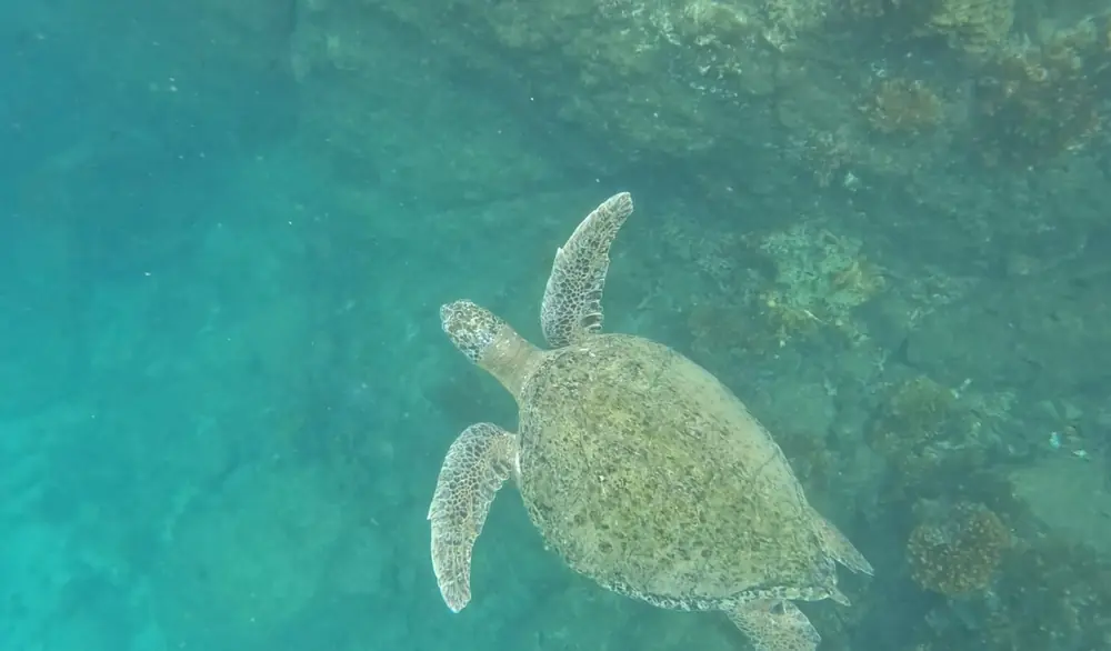 A sea turtle swimming in turquoise water in Coiba National Park