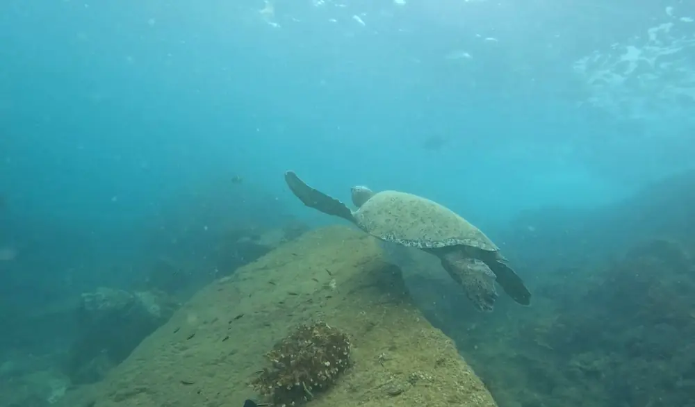 A sea turtle swimming over a rock covered in coral in Coiba