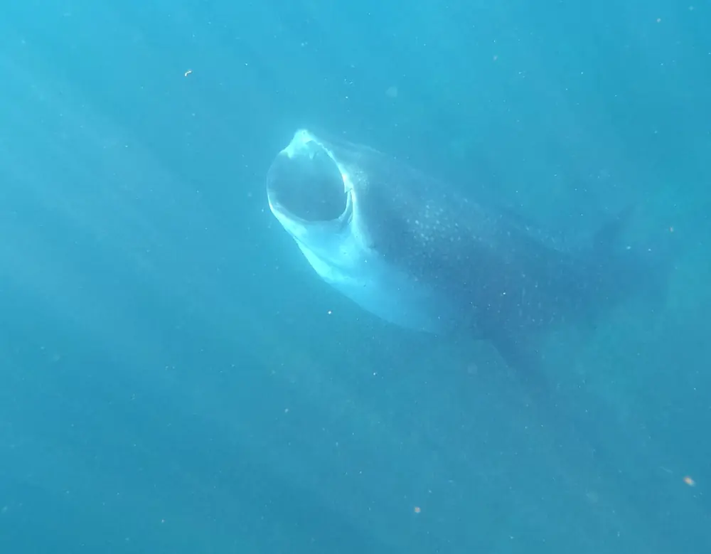 A whale shark with its mouth open swimming in Coiba National Park, Panama