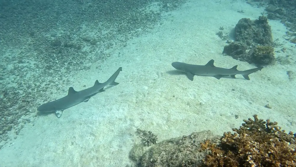 Two whitetip reef sharks swimming over sand next to coral in Coiba