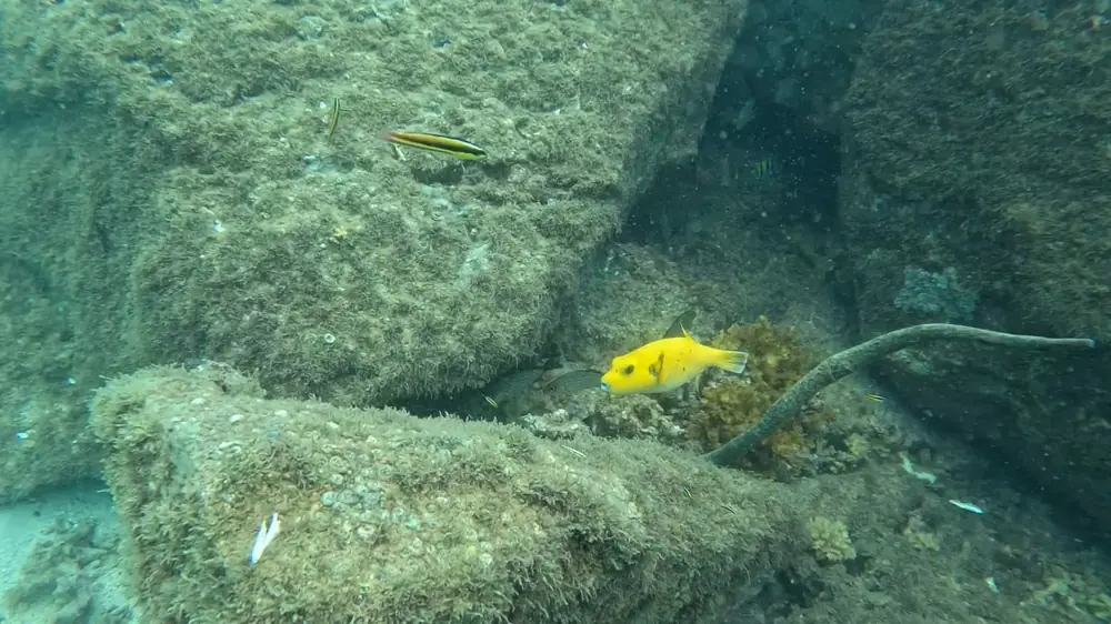 A bright yellow pufferfish between rocks on a Coiba reef